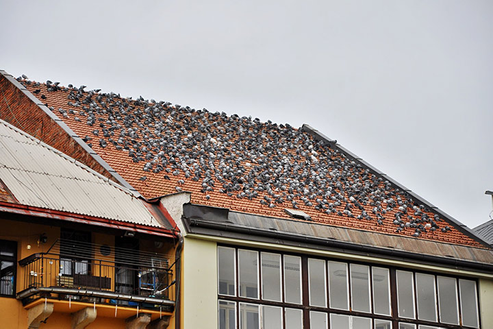 A2B Pest Control are able to install spikes to deter birds from roofs in Woking. 