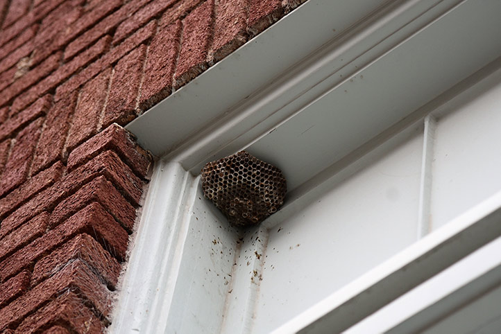 We provide a wasp nest removal service for domestic and commercial properties in Woking.